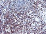 NMT2 Antibody in Immunohistochemistry (Paraffin) (IHC (P))