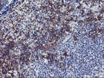 NMT2 Antibody in Immunohistochemistry (Paraffin) (IHC (P))