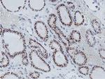 NMT2 Antibody in Immunohistochemistry (Paraffin) (IHC (P))