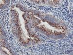 NMT2 Antibody in Immunohistochemistry (Paraffin) (IHC (P))