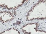 NMT2 Antibody in Immunohistochemistry (Paraffin) (IHC (P))