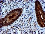 NNMT Antibody in Immunohistochemistry (Paraffin) (IHC (P))