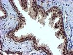 NNMT Antibody in Immunohistochemistry (Paraffin) (IHC (P))