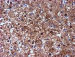 NNMT Antibody in Immunohistochemistry (Paraffin) (IHC (P))