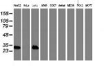 NNMT Antibody in Western Blot (WB)