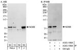 NO66 Antibody in Western Blot (WB)