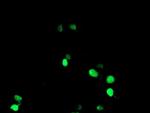 NONO Antibody in Immunocytochemistry (ICC/IF)