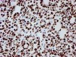 NONO Antibody in Immunohistochemistry (Paraffin) (IHC (P))