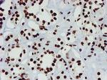 NONO Antibody in Immunohistochemistry (Paraffin) (IHC (P))