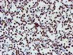 NONO Antibody in Immunohistochemistry (Paraffin) (IHC (P))