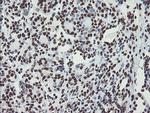 NONO Antibody in Immunohistochemistry (Paraffin) (IHC (P))