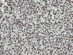 NONO Antibody in Immunohistochemistry (Paraffin) (IHC (P))