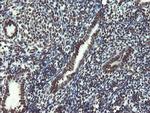 NONO Antibody in Immunohistochemistry (Paraffin) (IHC (P))