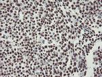 NONO Antibody in Immunohistochemistry (Paraffin) (IHC (P))