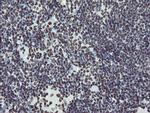 NONO Antibody in Immunohistochemistry (Paraffin) (IHC (P))