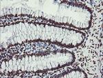 NONO Antibody in Immunohistochemistry (Paraffin) (IHC (P))