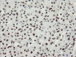 NONO Antibody in Immunohistochemistry (Paraffin) (IHC (P))