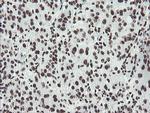 NONO Antibody in Immunohistochemistry (Paraffin) (IHC (P))