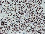 NONO Antibody in Immunohistochemistry (Paraffin) (IHC (P))