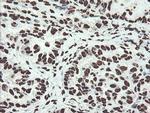 NONO Antibody in Immunohistochemistry (Paraffin) (IHC (P))