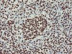 NONO Antibody in Immunohistochemistry (Paraffin) (IHC (P))