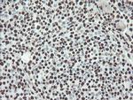 NONO Antibody in Immunohistochemistry (Paraffin) (IHC (P))