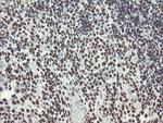 NONO Antibody in Immunohistochemistry (Paraffin) (IHC (P))