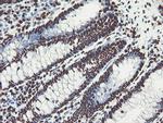 NONO Antibody in Immunohistochemistry (Paraffin) (IHC (P))