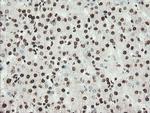 NONO Antibody in Immunohistochemistry (Paraffin) (IHC (P))