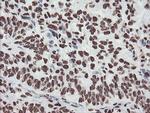 NONO Antibody in Immunohistochemistry (Paraffin) (IHC (P))