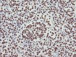 NONO Antibody in Immunohistochemistry (Paraffin) (IHC (P))