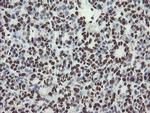 NONO Antibody in Immunohistochemistry (Paraffin) (IHC (P))