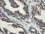 NONO Antibody in Immunohistochemistry (Paraffin) (IHC (P))