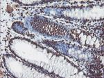 NONO Antibody in Immunohistochemistry (Paraffin) (IHC (P))