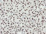 NONO Antibody in Immunohistochemistry (Paraffin) (IHC (P))