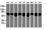 NONO Antibody in Western Blot (WB)