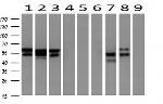 NONO Antibody in Western Blot (WB)