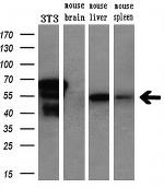 NONO Antibody in Western Blot (WB)