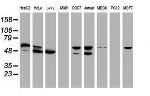 NONO Antibody in Western Blot (WB)