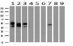 NONO Antibody in Western Blot (WB)