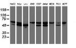 NONO Antibody in Western Blot (WB)