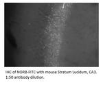 Neurochondrin Antibody in Immunohistochemistry (IHC)