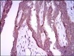 iNOS Antibody in Immunohistochemistry (Paraffin) (IHC (P))