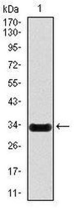 iNOS Antibody in Western Blot (WB)