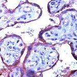 eNOS Antibody in Immunohistochemistry (Paraffin) (IHC (P))