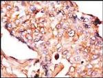 NPTX1 Antibody in Immunohistochemistry (IHC)