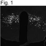 Neuropeptide B Antibody in Immunohistochemistry (IHC)