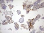 NPPB Antibody in Immunohistochemistry (Paraffin) (IHC (P))