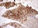 NPPB Antibody in Immunohistochemistry (Paraffin) (IHC (P))