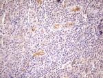 NPPB Antibody in Immunohistochemistry (Paraffin) (IHC (P))